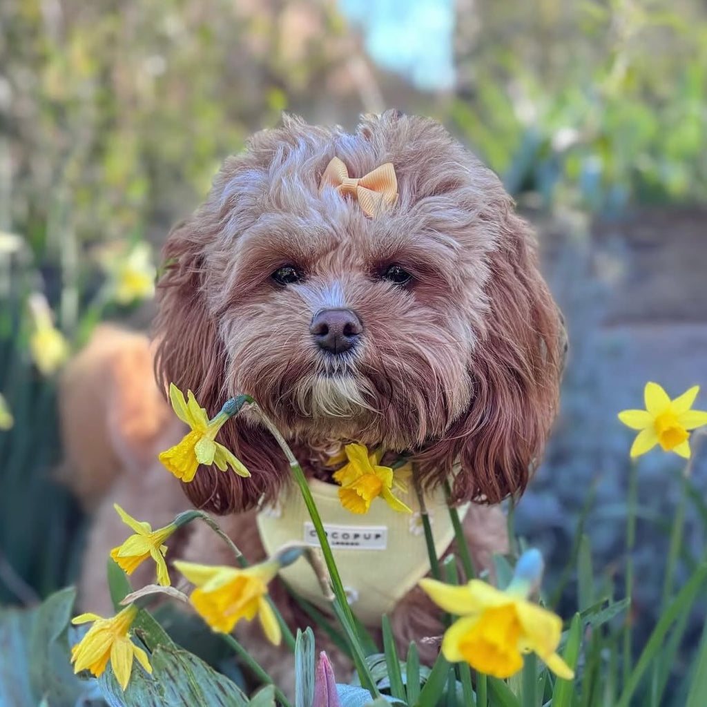 Pet collection | Mini pinch bows | 33 Colours