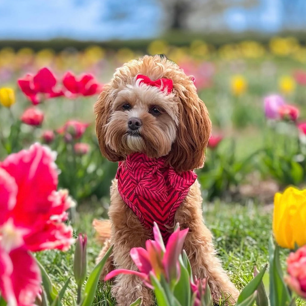 Pet collection | Pinch bows | 33 Colours